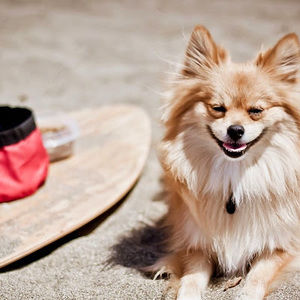 Meet your Posher, Gwen